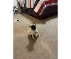 12 week old Male Pug Puppy available - 4