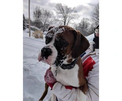 Adorable male pure bred boxer puppy for sale