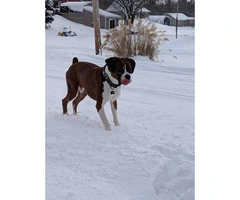 Adorable male pure bred boxer puppy for sale - 2