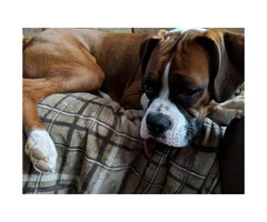 Adorable male pure bred boxer puppy for sale - 3