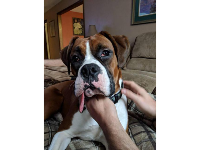 Adorable male pure bred boxer puppy for sale in Erie