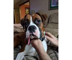 Adorable male pure bred boxer puppy for sale - 4