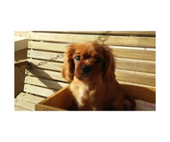 14 weekd old Cavalier King Charles Spaniel Puppy