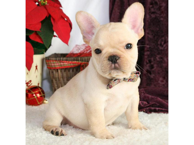 Affordable French Bulldog Puppies for Sale Near Ne in