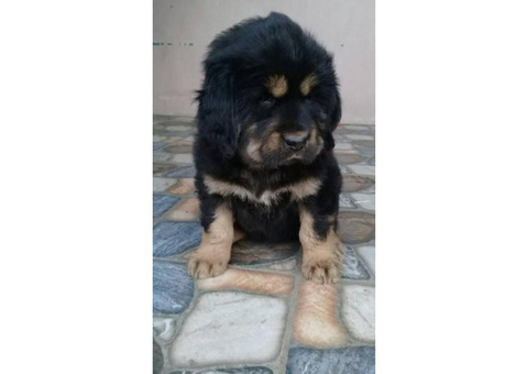 One months old pure blooded Tibetan Mastiff puppies for sale