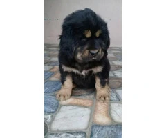 One months old pure blooded Tibetan Mastiff puppies for sale