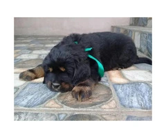One months old pure blooded Tibetan Mastiff puppies for sale - 2