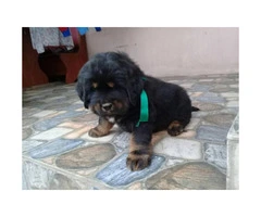 One months old pure blooded Tibetan Mastiff puppies for sale - 3