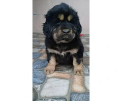 One months old pure blooded Tibetan Mastiff puppies for sale - 4