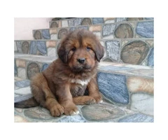 One months old pure blooded Tibetan Mastiff puppies for sale - 5