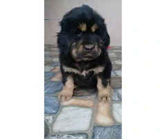 One months old pure blooded Tibetan Mastiff puppies for sale - 6