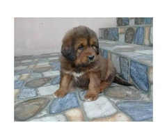 One months old pure blooded Tibetan Mastiff puppies for sale - 7