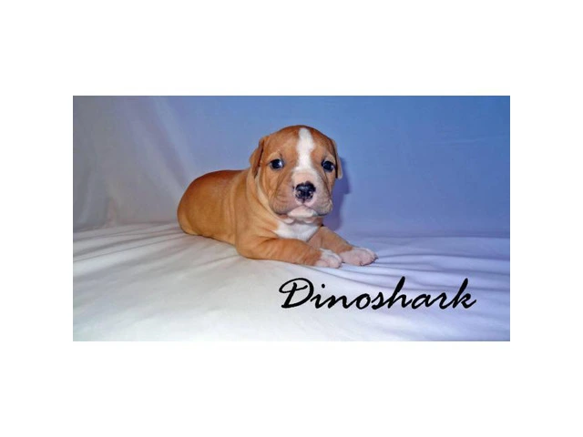 ADBA registered Pit Bulldog puppies