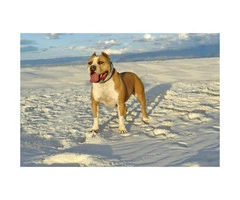 ADBA registered Pit Bulldog puppies - 6