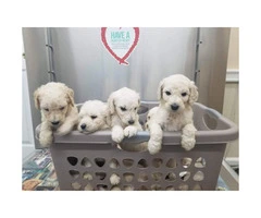 Full blooded standard poodle puppies are ready to go