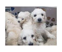 Full blooded standard poodle puppies are ready to go - 2