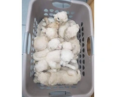Full blooded standard poodle puppies are ready to go - 3