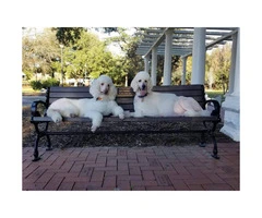Full blooded standard poodle puppies are ready to go - 4