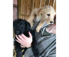 LabraDoodles 1 yellow female, 1 black female, and 1 caramel male available - 1