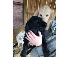LabraDoodles 1 yellow female, 1 black female, and 1 caramel male available - 2