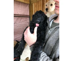 LabraDoodles 1 yellow female, 1 black female, and 1 caramel male available - 3
