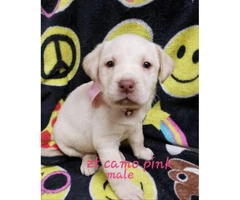8 AKC Lab puppies for sale