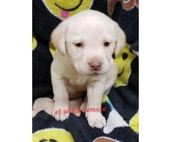 8 AKC Lab puppies for sale - 3