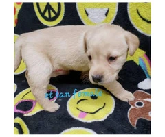 8 AKC Lab puppies for sale - 4