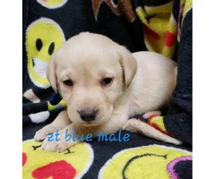 8 AKC Lab puppies for sale - 6