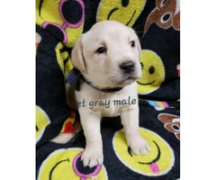 8 AKC Lab puppies for sale - 8