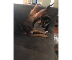 6 months old  full bred chihuahua puppy for sale - 3