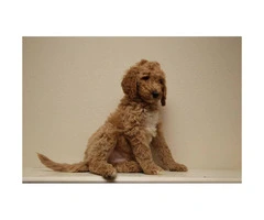 60 days old beautiful standard Poodle puppies