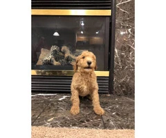 60 days old beautiful standard Poodle puppies - 2