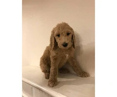 60 days old beautiful standard Poodle puppies - 3