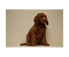 60 days old beautiful standard Poodle puppies - 5