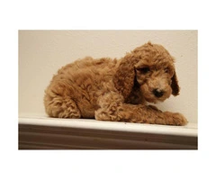 60 days old beautiful standard Poodle puppies - 6