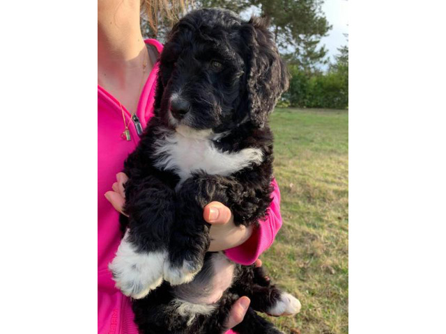 Beautiful F1B Aussiedoodles in Bellingham, Washington - Puppies for