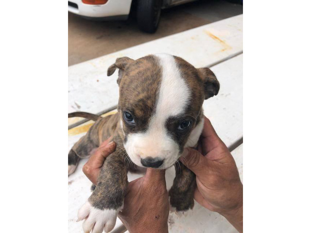 2 Male Blue Ukc Pitbull Pups Honolulu - Puppies For Sale Near Me