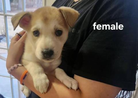 Puppies Gerberian Shepsky for sale