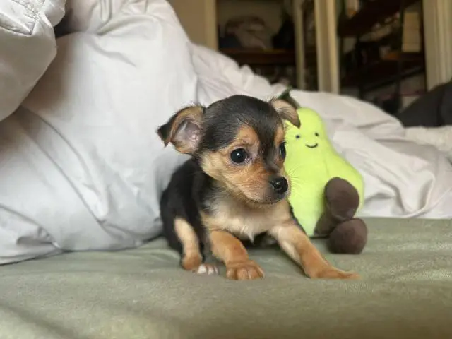 MALE CHORKIE PUPPIES FOR SALE