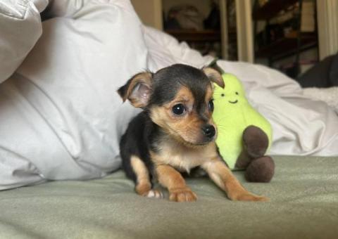 MALE CHORKIE PUPPIES FOR SALE