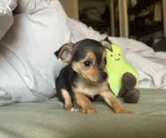 MALE CHORKIE PUPPIES FOR SALE