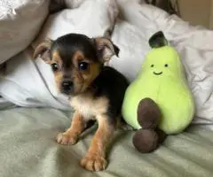 MALE CHORKIE PUPPIES FOR SALE