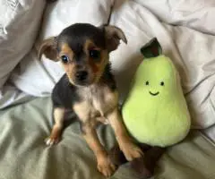 MALE CHORKIE PUPPIES FOR SALE