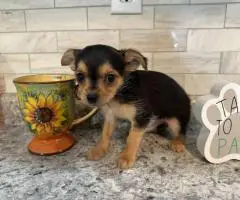 MALE CHORKIE PUPPIES FOR SALE
