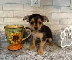 MALE CHORKIE PUPPIES FOR SALE