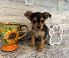 MALE CHORKIE PUPPIES FOR SALE