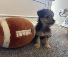 MALE CHORKIE PUPPIES FOR SALE