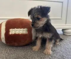 MALE CHORKIE PUPPIES FOR SALE