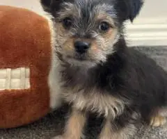 MALE CHORKIE PUPPIES FOR SALE